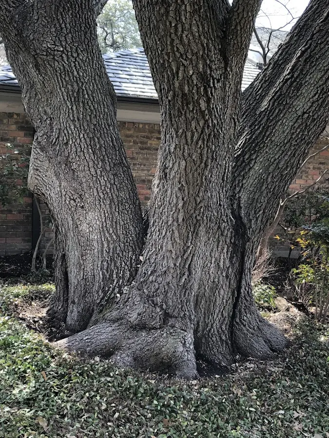Mature heritage tree close to a Crow Agency property cared for by certified arborists